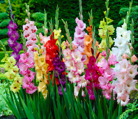 August Birth Flowers — The Gladiolus and Poppy Story Worth Knowing